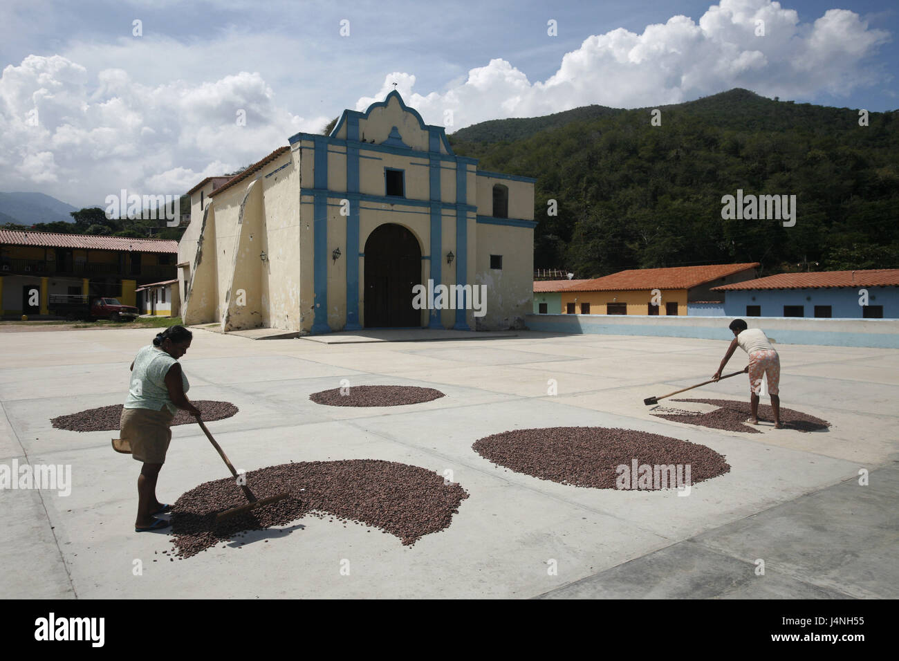 Venezuela, costa nord, Henri Pittier Nationalpark, Chuao, donne, chicchi di cacao secco, Foto Stock