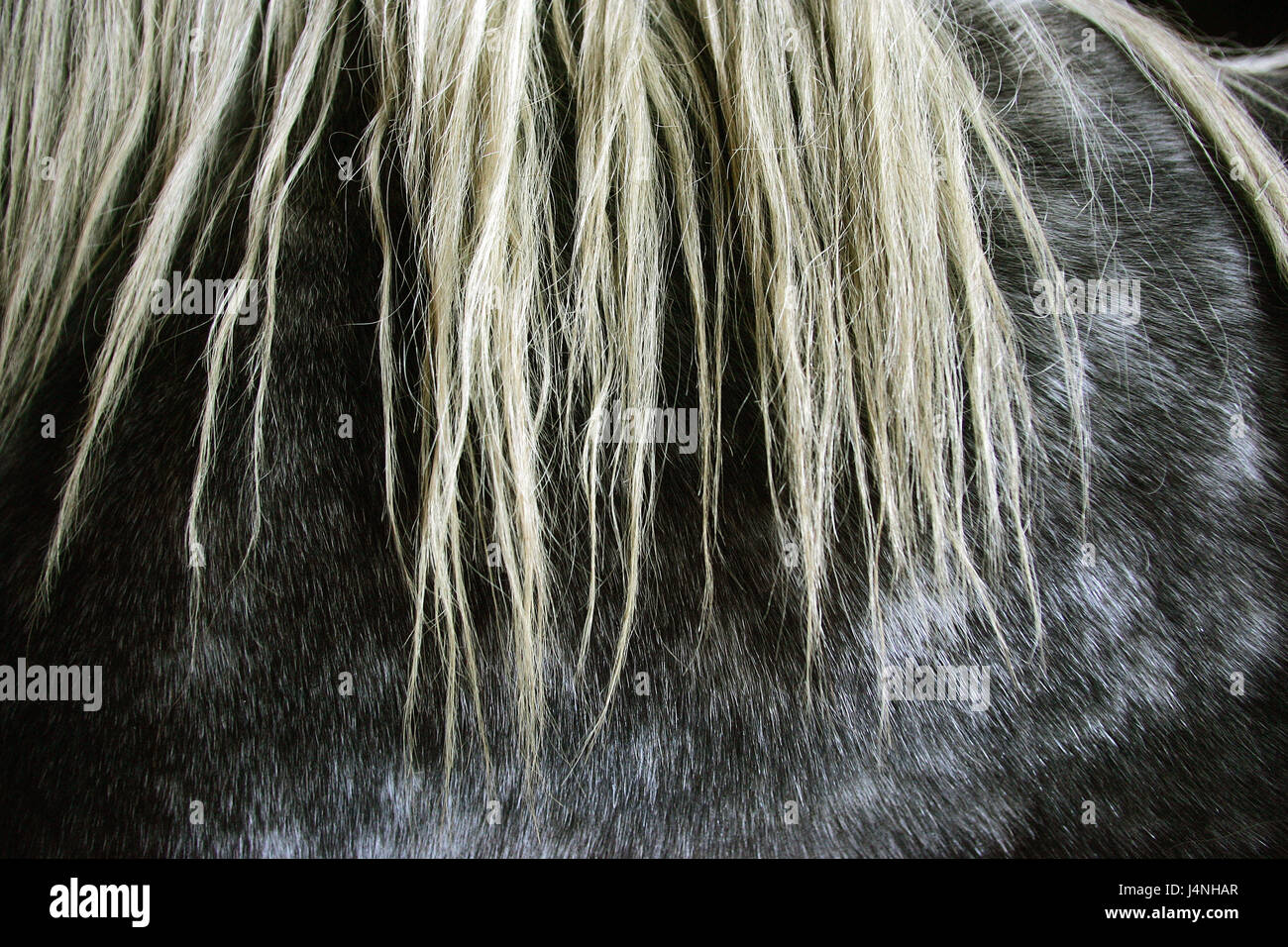 La criniera, dettaglio Percheron cavallo, Foto Stock