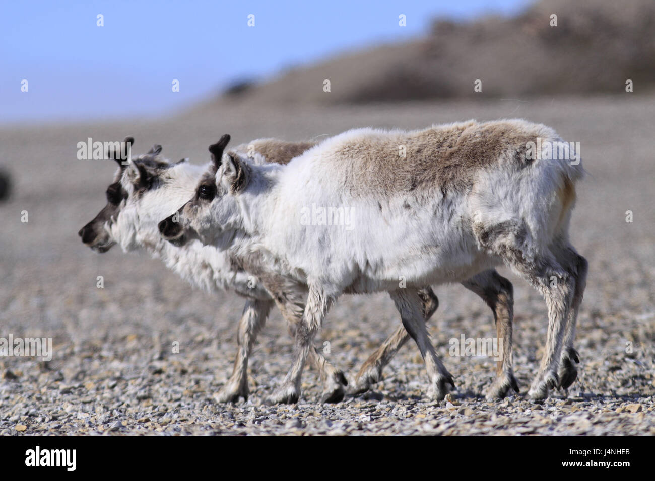 Norvegia Isole Svalbard, Spitsbergen, Isfjord, Diabasodden, Spitsbergen renne, Rangifer tarandus platyrhynchus, Foto Stock