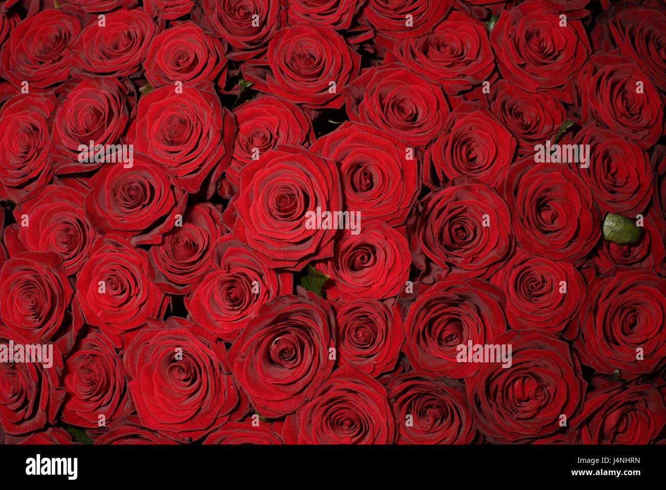 Le rose, rosso, molti, vicino vicino, fiori, mazzo, bouquet, mazzo di rose, fiori recisi, fiori, fiori di rosa, le teste dei fiori, petali, vellutato, Valentinstag, icona, amore, Foto Stock