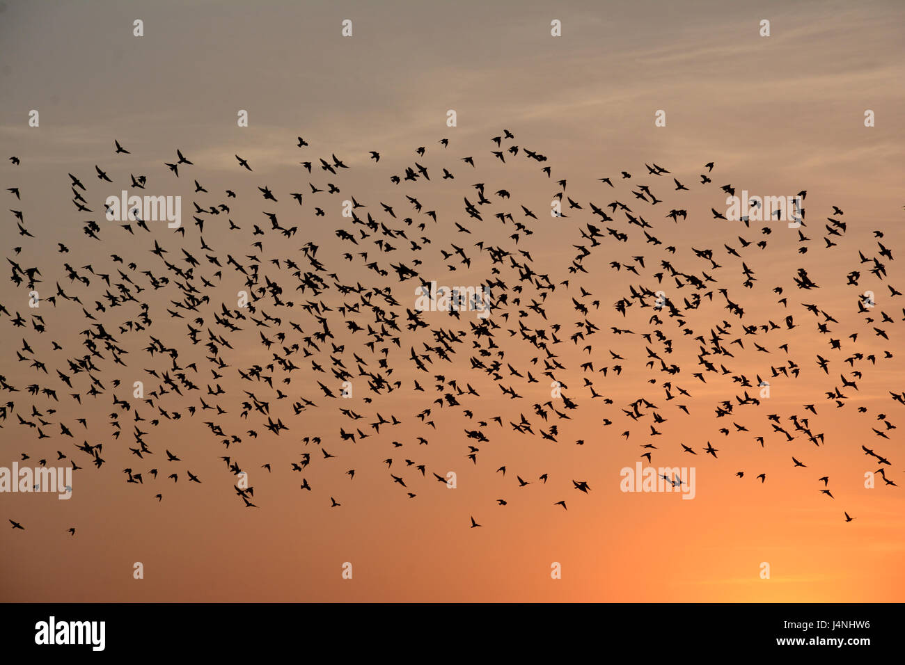 Comportamento di floccaggio di uccelli Foto Stock