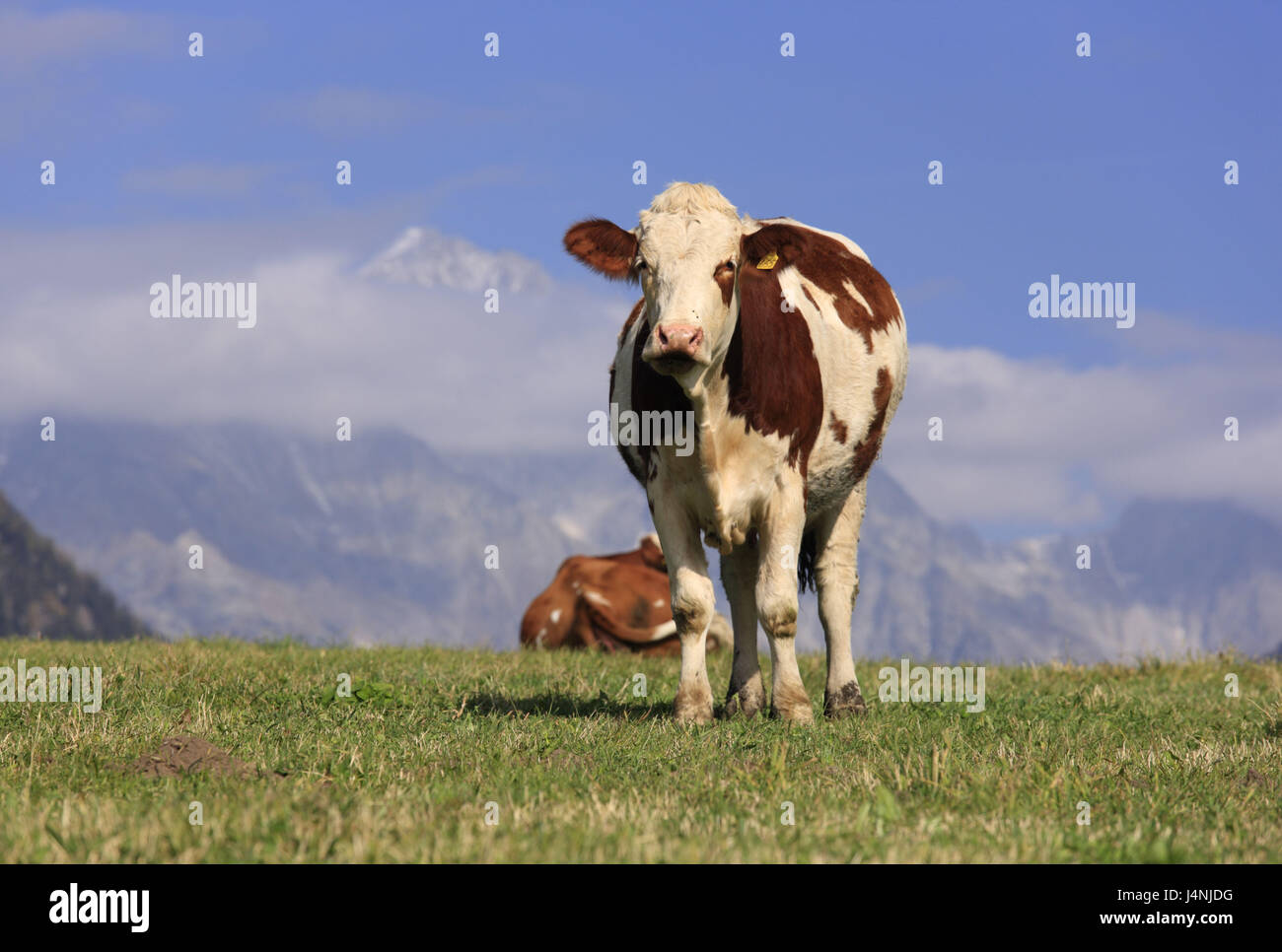 Italia del Sud Tirolo, Valle d'Anterselva, prato, vacche, Foto Stock