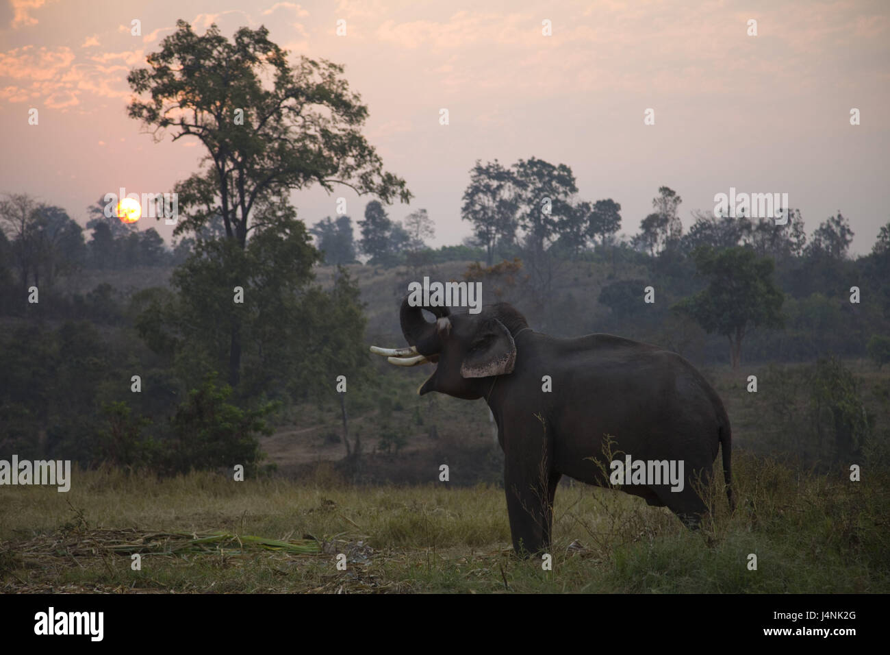 Thailandia, golden angolo superiore, Chiang può, elefante, tramonto, Foto Stock