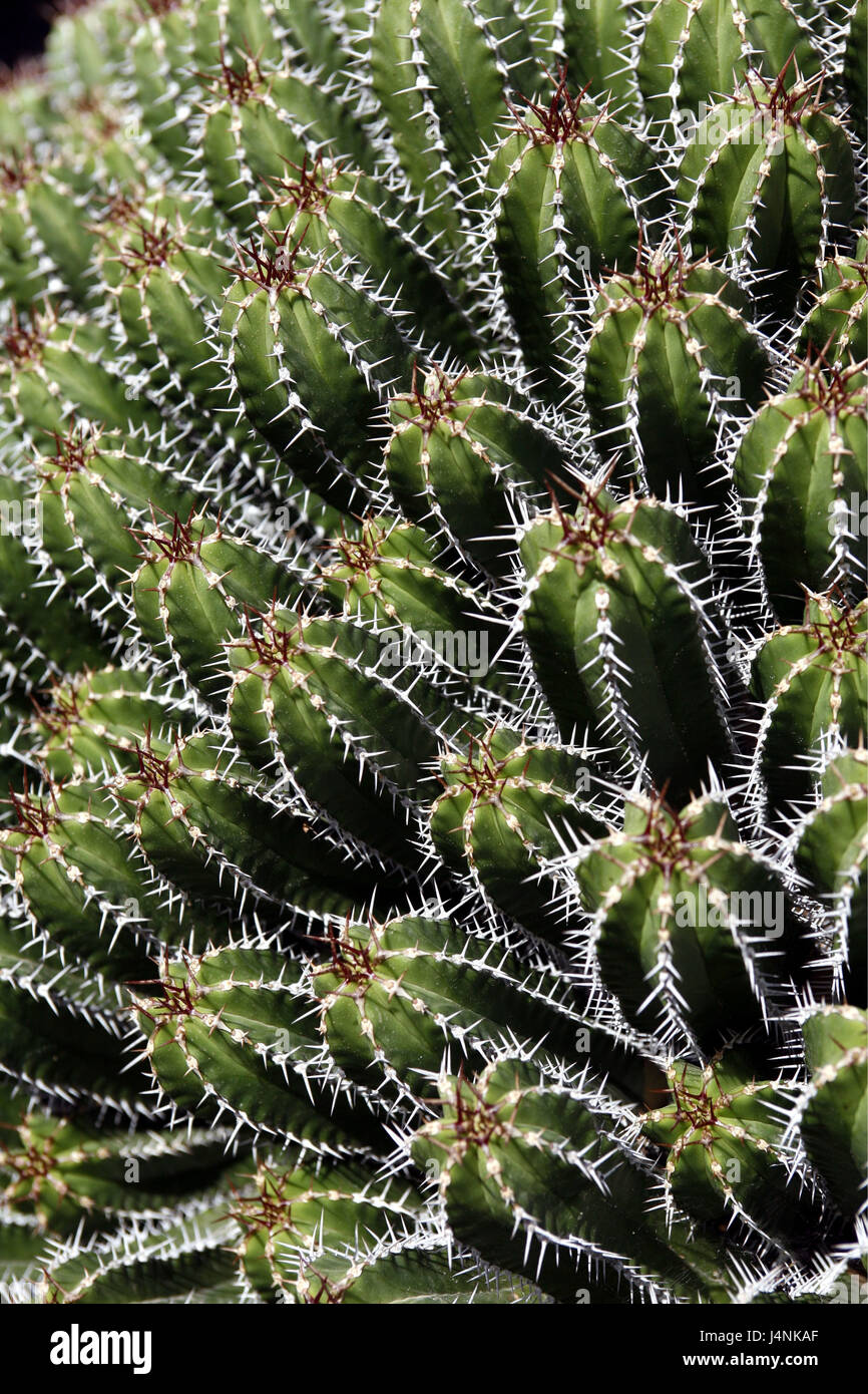 Il Nord Africa, Marocco, cactus, Euphorbiaceae, medium close-up, Foto Stock