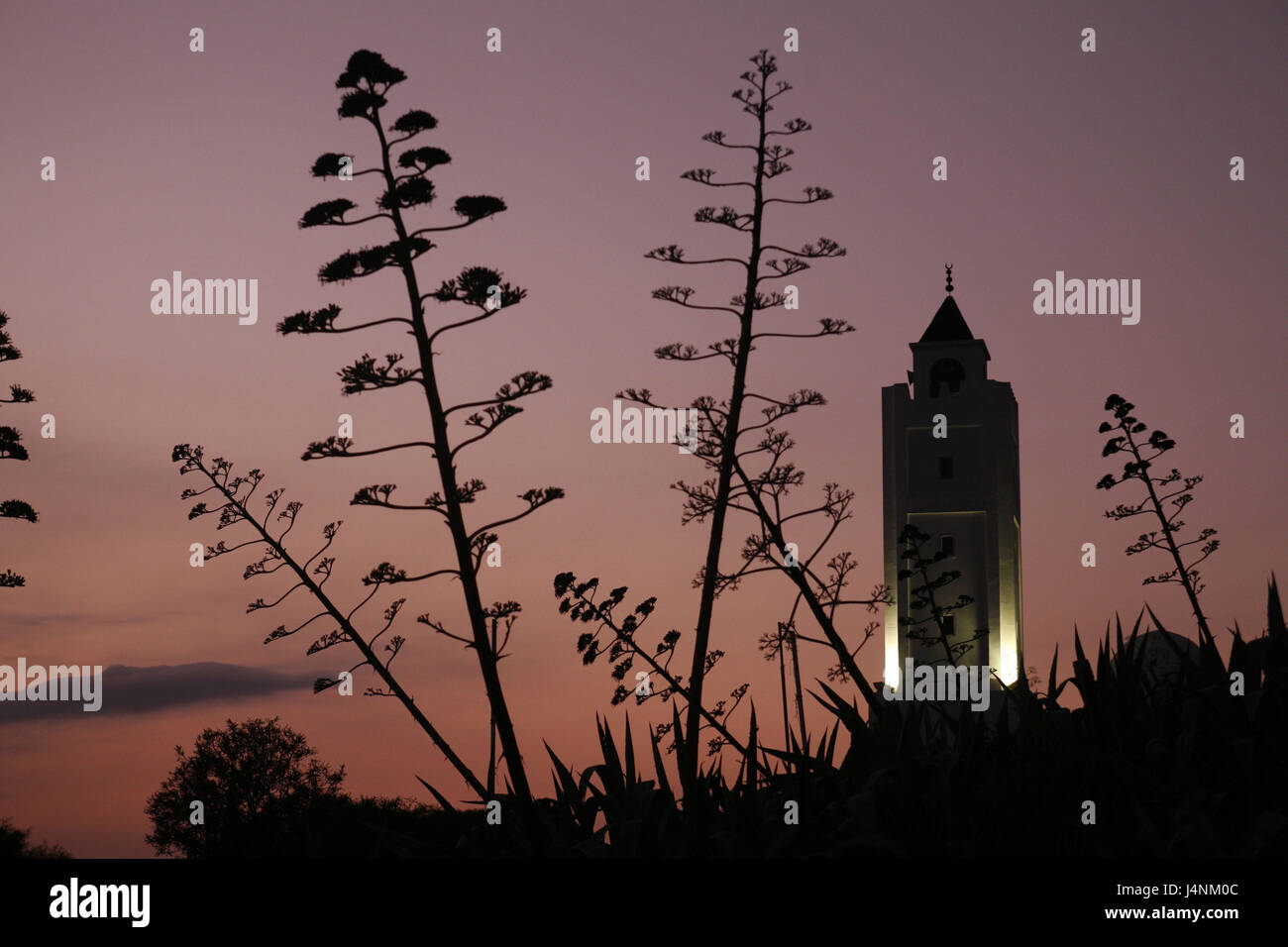 La Tunisia, Sidi Bou Said, Città Vecchia, minareto, silhouette, agavi, sera, Foto Stock