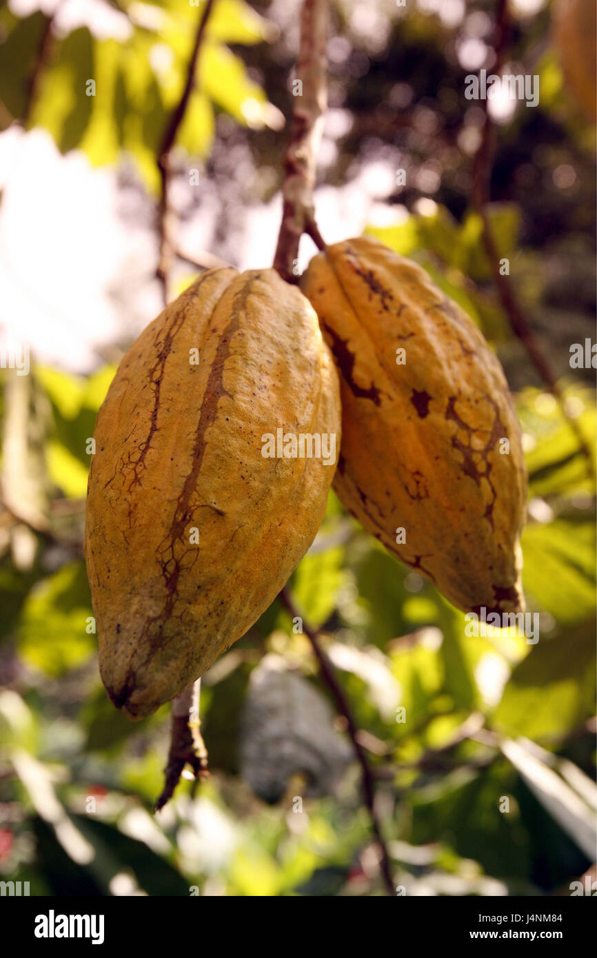 Venezuela, costa nord, Henri Pittier Nationalpark, Chuao, frutti di cacao, Foto Stock