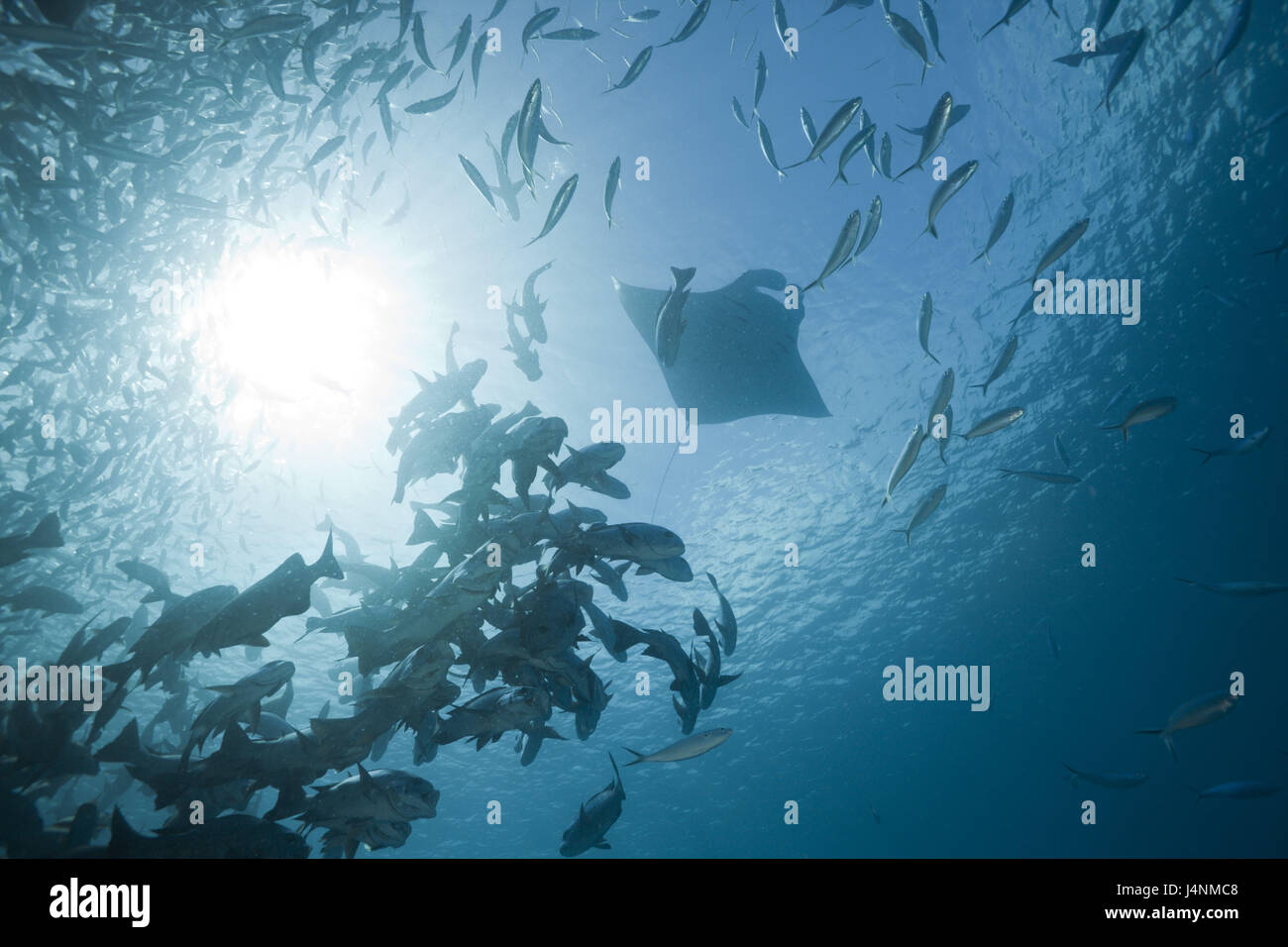 Registrazione subacquea, pesce sogno, nero fermi, Macolor Niger, Manta, Manta birostris, luce posteriore, Foto Stock