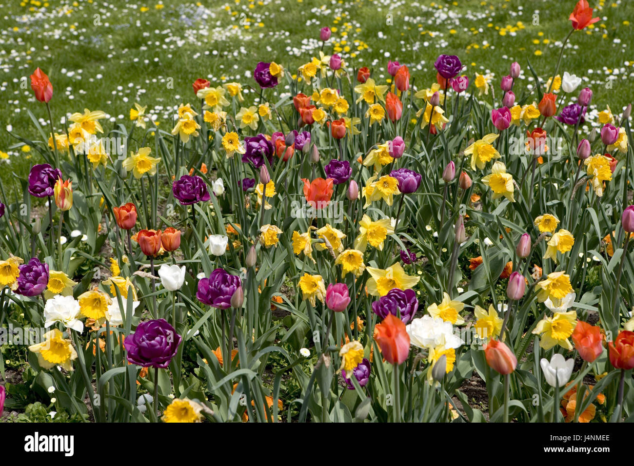 Tulipani, narcisi, blossom, giardino, prato prato di fiori, fiori ... Tulipani, narcisi, blossom, giardino, prato prato di fiori, fiori ...
