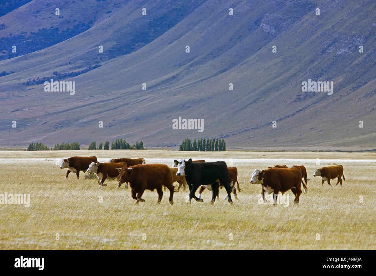 Il Cile, Patagonia, scenario, di mucca si concentra, Foto Stock