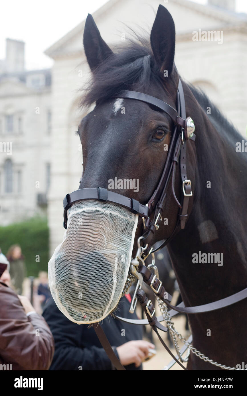 La polizia a cavallo che soffrono di allergie con naso netting sul suo muso per la protezione Foto Stock