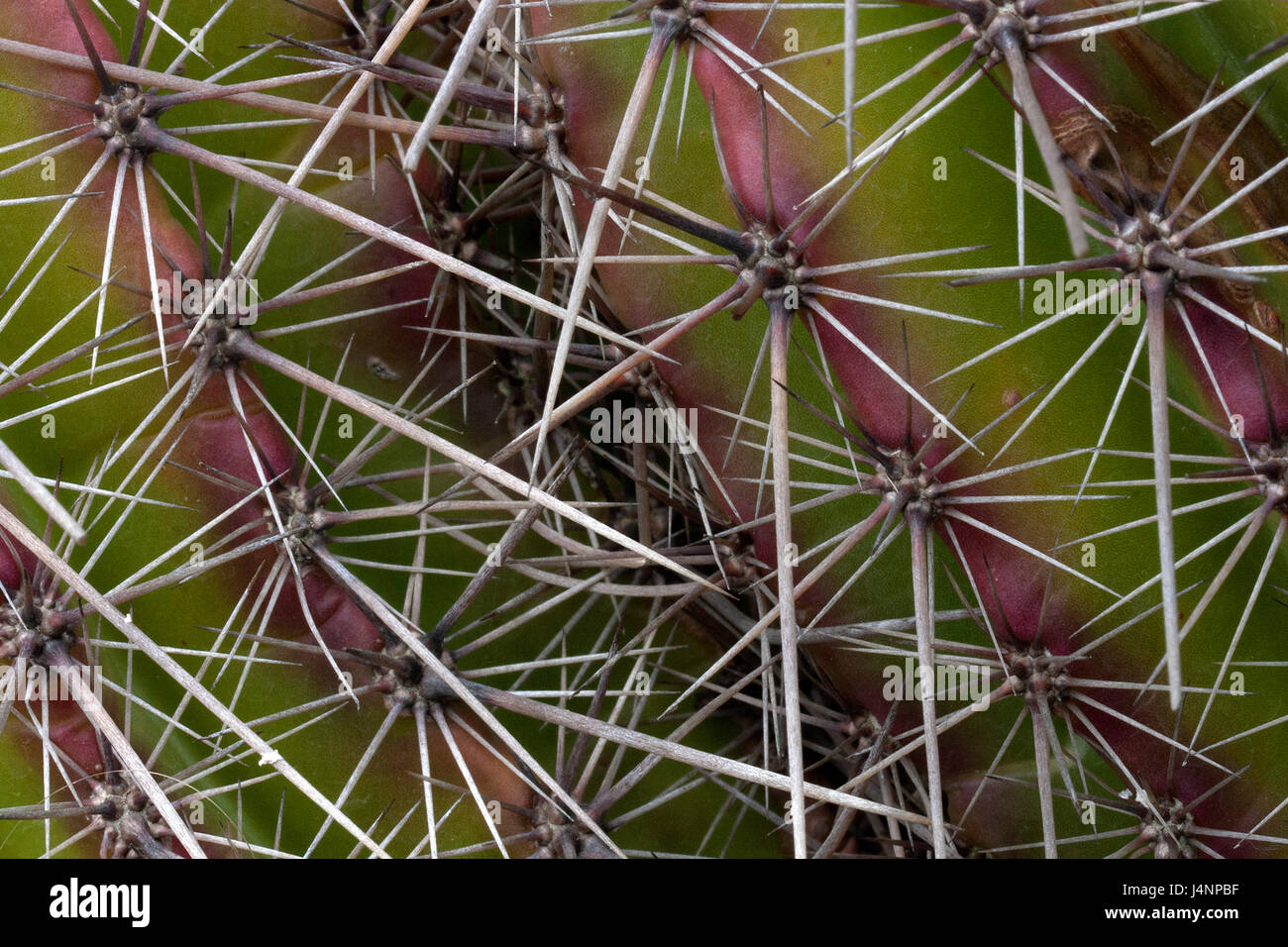 Colorato Cactus Foto Stock