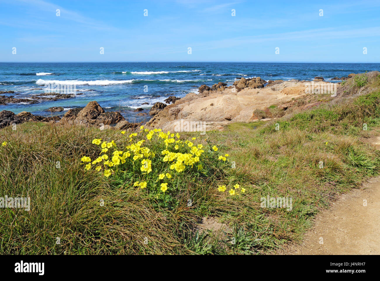 Inizio della primavera fiori gialli di erbaccia escape Bermuda buttercup (Oxalis pes-caprae) a stato Asilomar Beach sulla penisola di Monterey in Pacific Gro Foto Stock