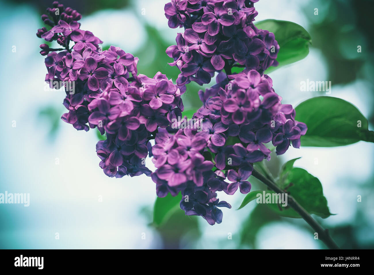 Lilac bush sullo sfondo della natura Foto Stock