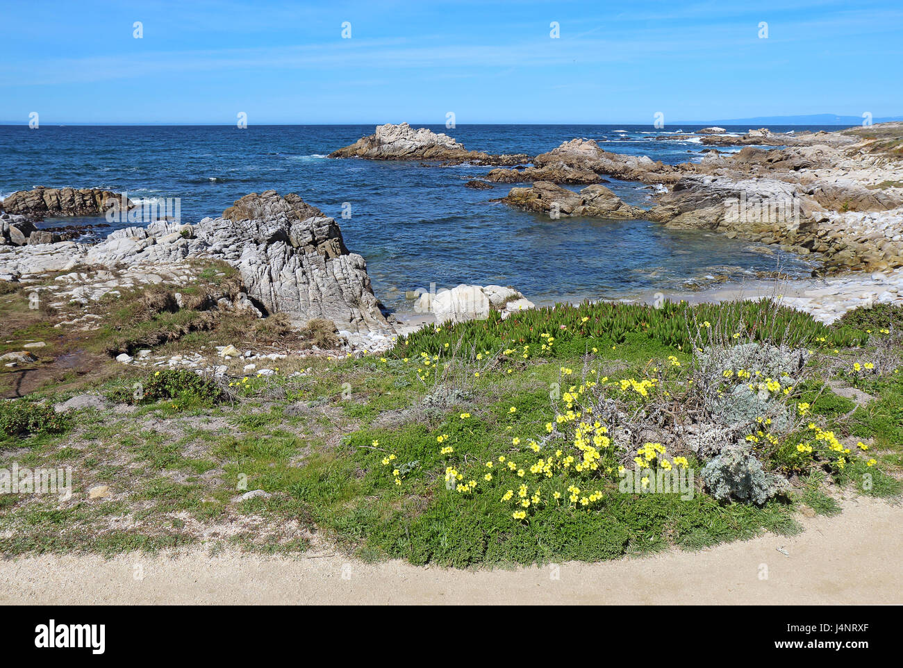 Surf, rocce e Bermuda buttercup (Oxalis pes-caprae) primavera fiori selvatici a Asilomar Beach State Park sulla penisola di Monterey in Pacific Grove, Cali Foto Stock