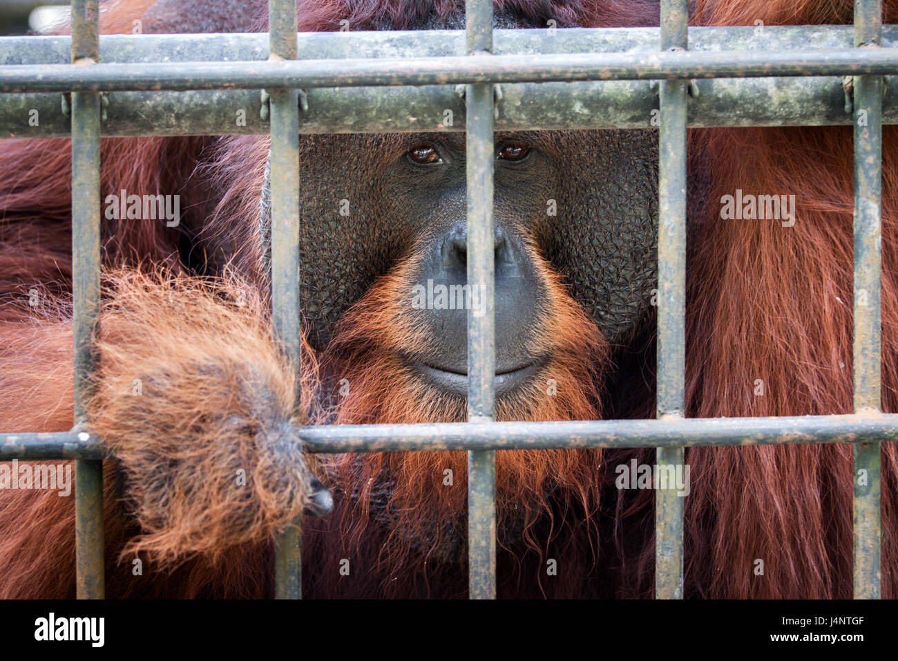 Un Orangutan maschio alfa in gabbia e molto una specie in via di estinzione oggi. Questo maschio Bornean Orangutan sembra triste e costernato per la sua cura Foto Stock