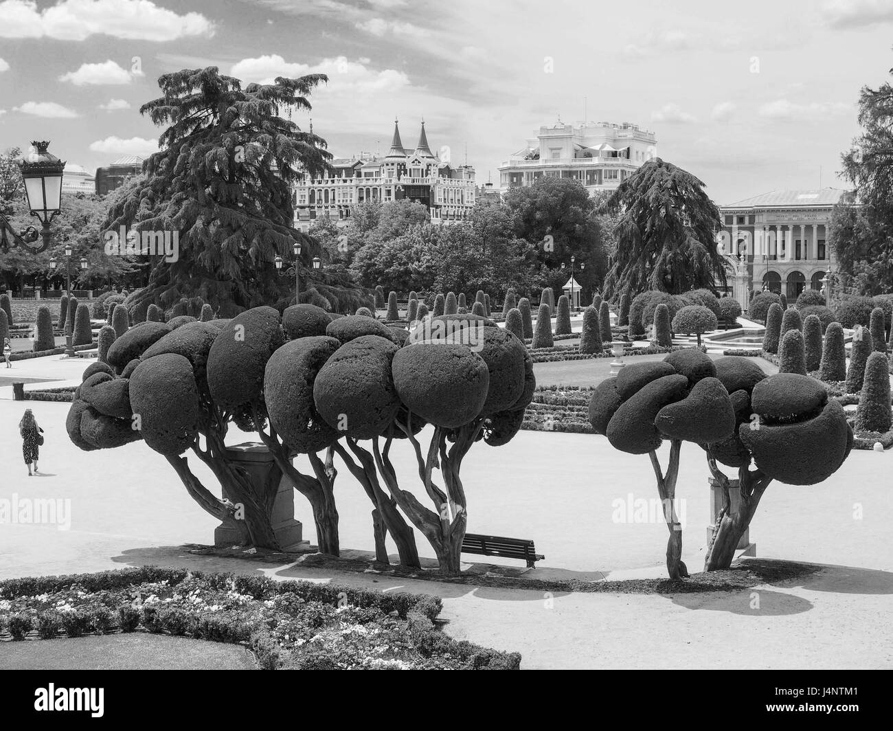 Un bianco e nero vista di una singola donna sola oltrepassando ornati in cipresso gli alberi del parco del Parque del Retiro di Madrid in Spagna Foto Stock