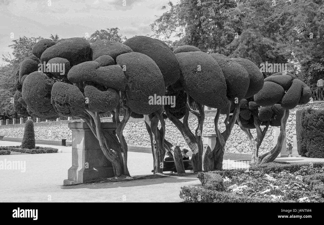 Un bianco e nero vista di due coppia donna seduta su una panchina nel parco sotto ornati in cipresso alberi nel Parque del Retiro di Madrid in Spagna Foto Stock
