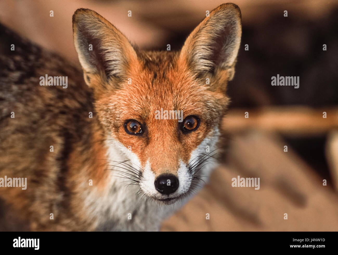 Urban Red Fox, (Vulpes vulpes vulpes), London, Regno Unito Foto Stock