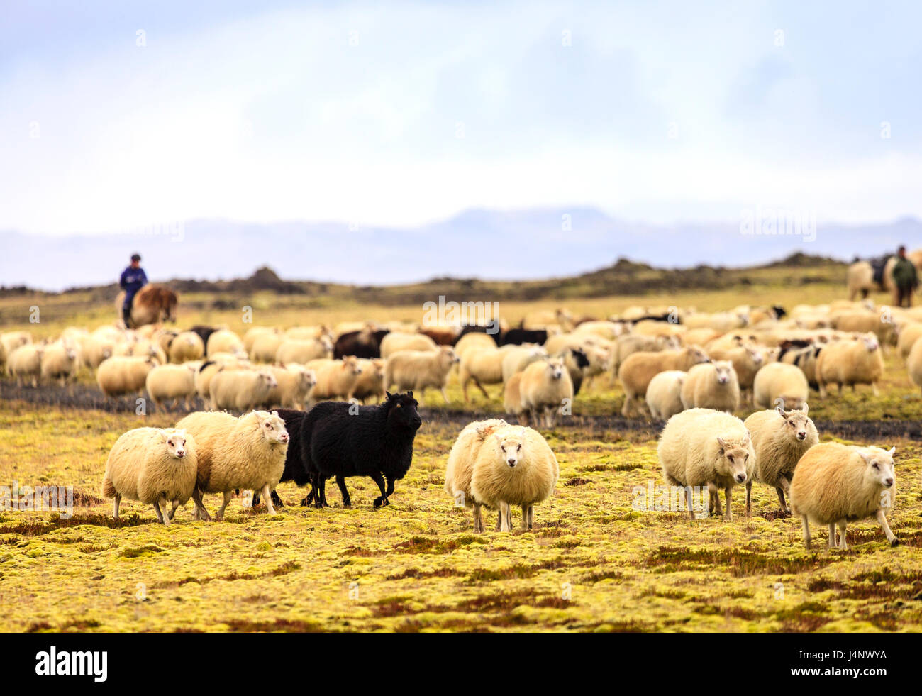 Gli agricoltori sono radunare le pecore a fine estate nel sud dell'Islanda Foto Stock