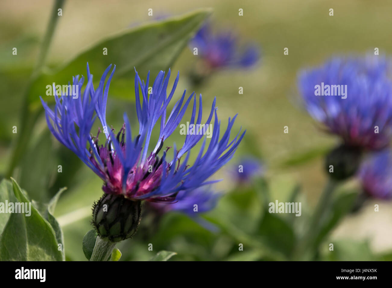 Cornflowers a Washington Wetland Centre Foto Stock