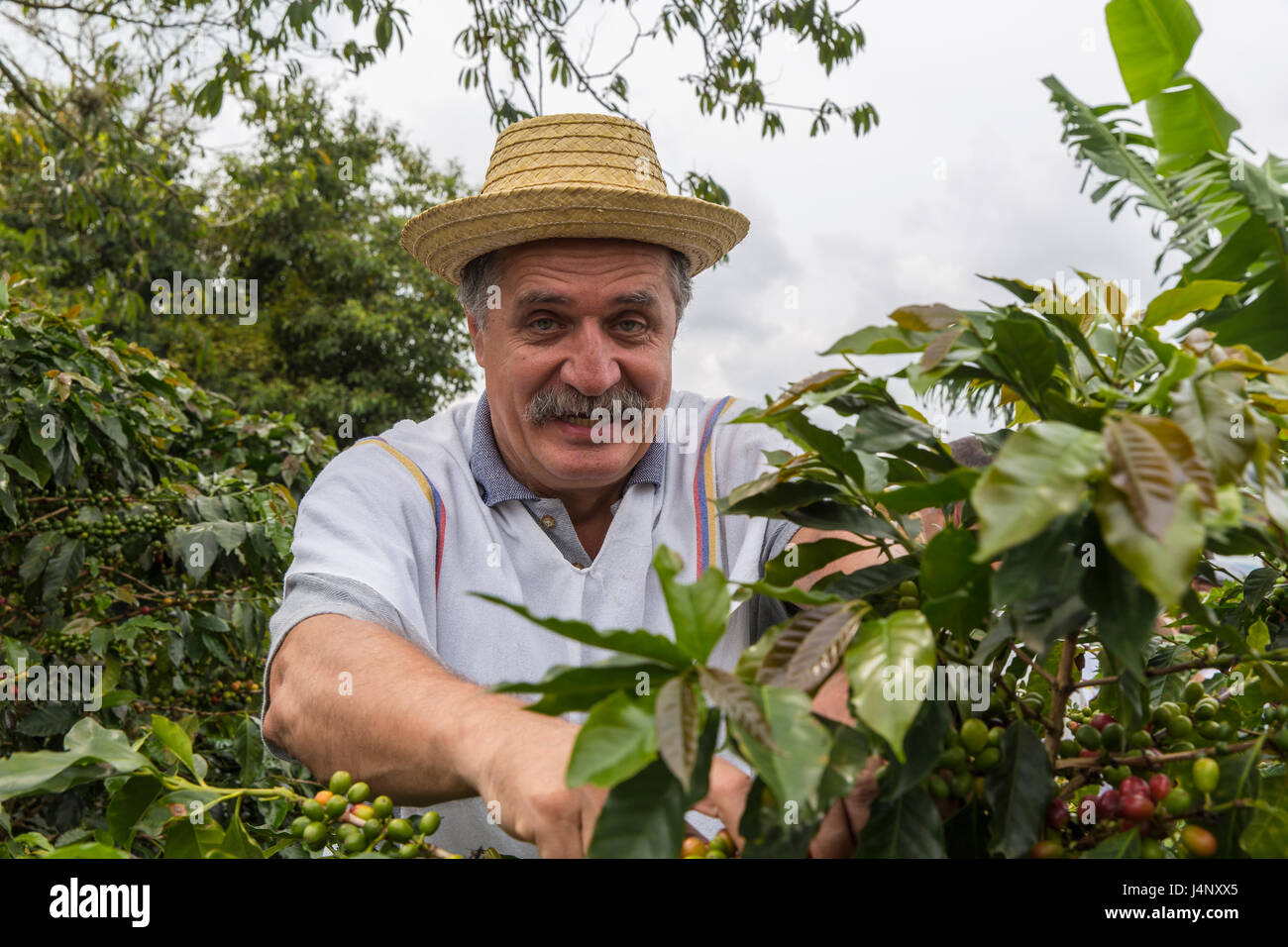 La raccolta dei chicchi di caffè in Colombia Foto Stock