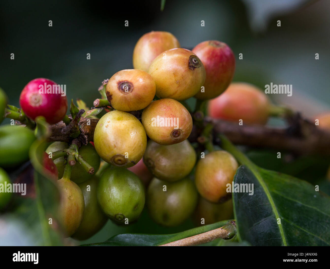 Stock Photo - Caffè frutta, Salento, Colombia Foto Stock