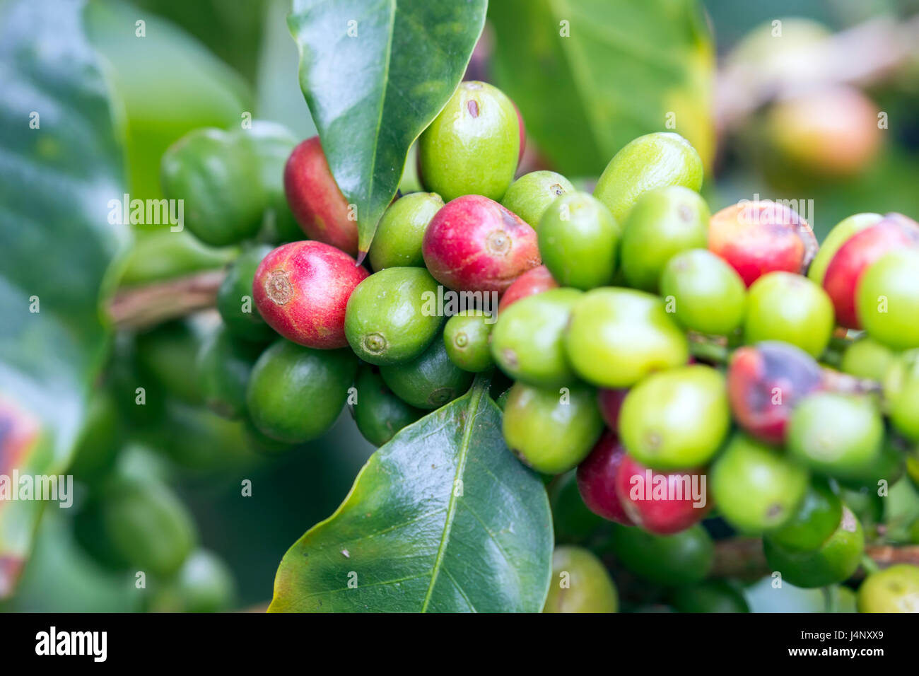 Stock Photo - Caffè frutta, Salento, Colombia Foto Stock