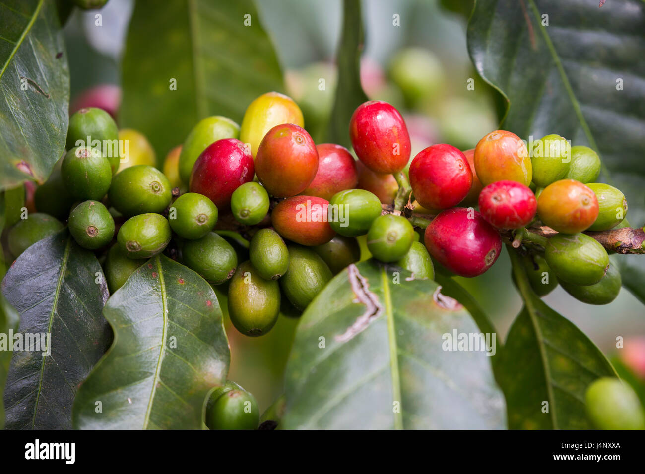 Stock Photo - Caffè frutta, Salento, Colombia Foto Stock