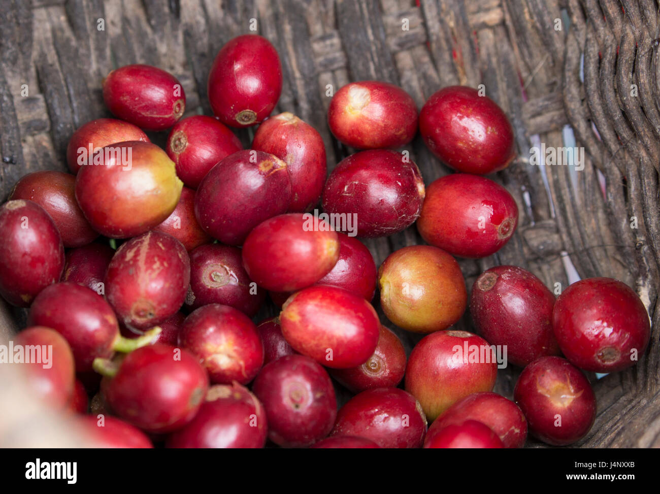 Stock Photo - Caffè frutta, Salento, Colombia Foto Stock