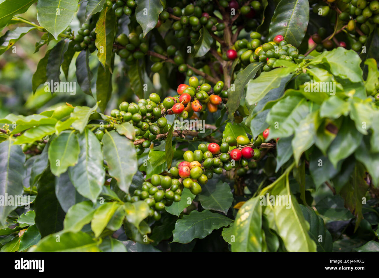 Stock Photo - Caffè frutta, Salento, Colombia Foto Stock