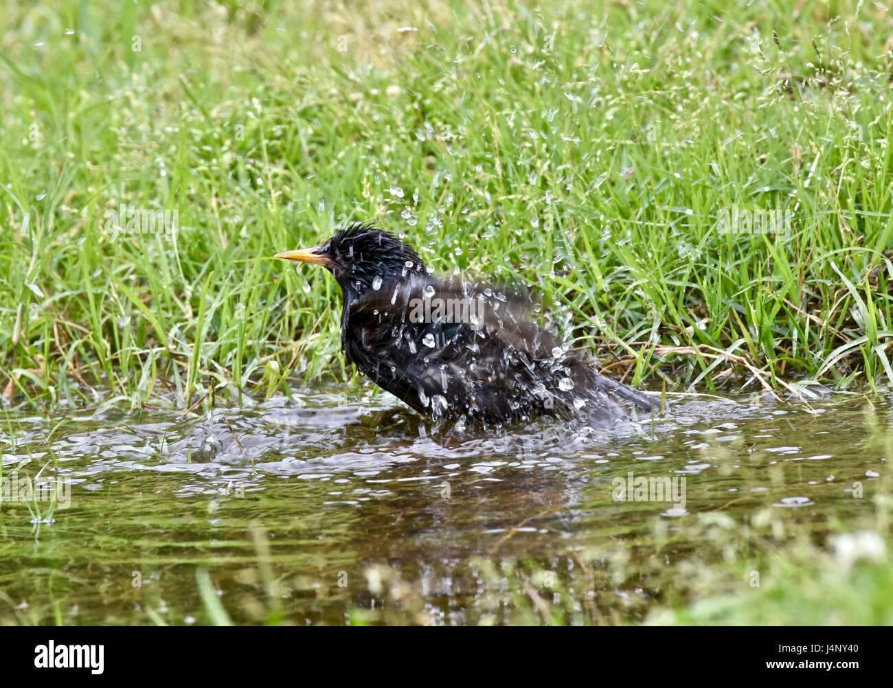 Unione starling (Sturnus vulgaris) la balneazione in una piccola pozza d'acqua Foto Stock