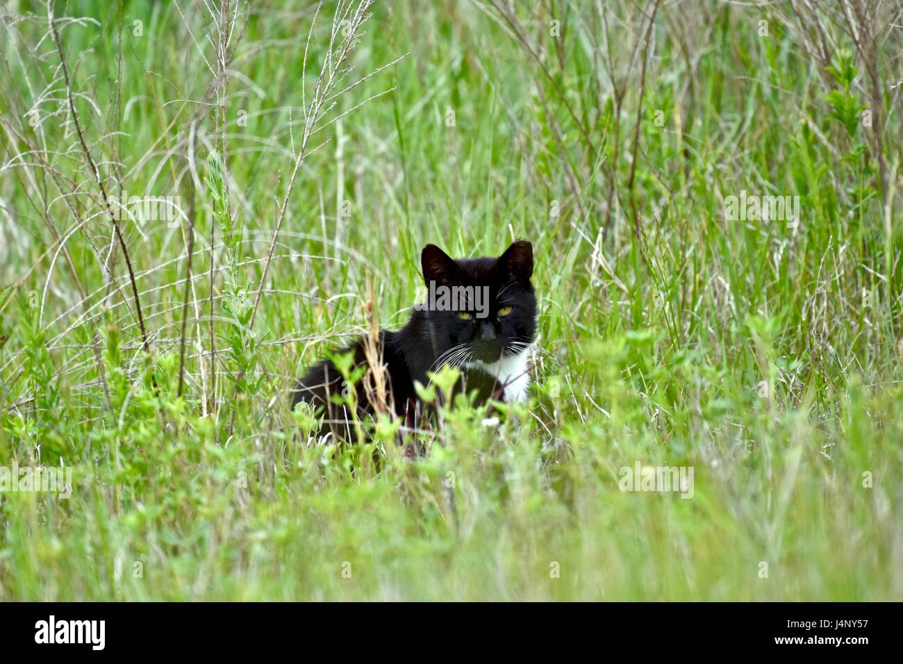 Bianco e nero Tuxedo cat nel campo Foto Stock