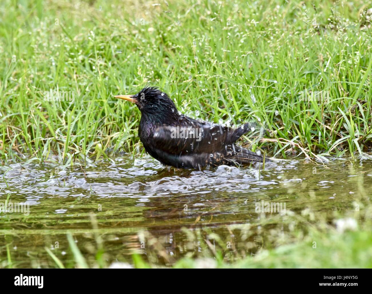 Unione starling (Sturnus vulgaris) la balneazione in una piccola pozza d'acqua Foto Stock