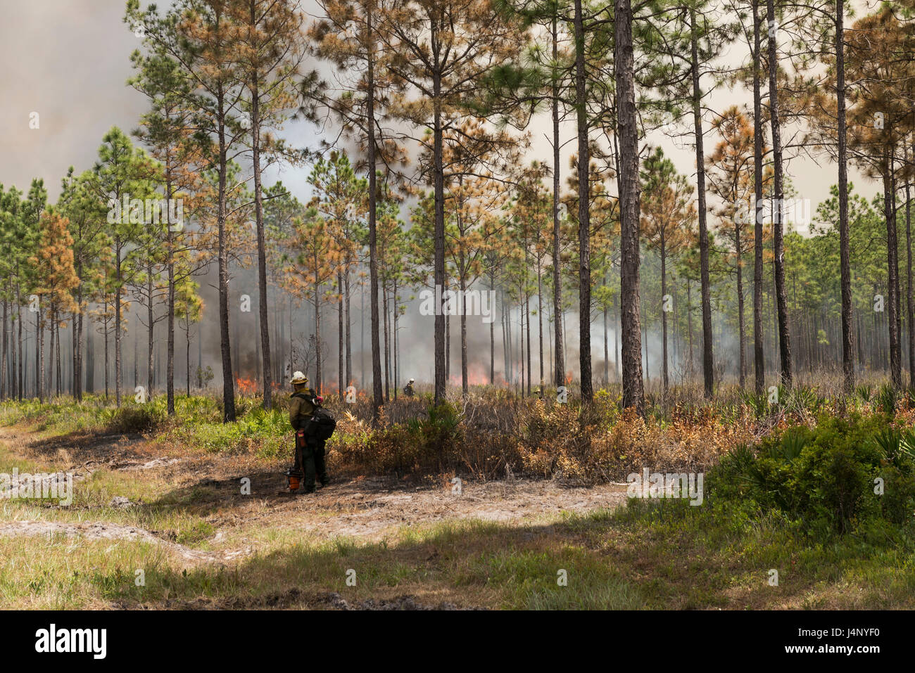 Il lavoro dei vigili del fuoco per il controllo del West Mims wildfire si diffonde in tutto il Okefenokee National Wildlife Refuge lungo il confine tra la Georgia e la Florida 25 Aprile 2017 nei pressi di San Giorgio, Georgia. Circa 130.000 acri o circa un terzo del rifugio, hanno bruciato che è iniziato il 6 aprile a causa di condizioni di asciutto. Foto Stock