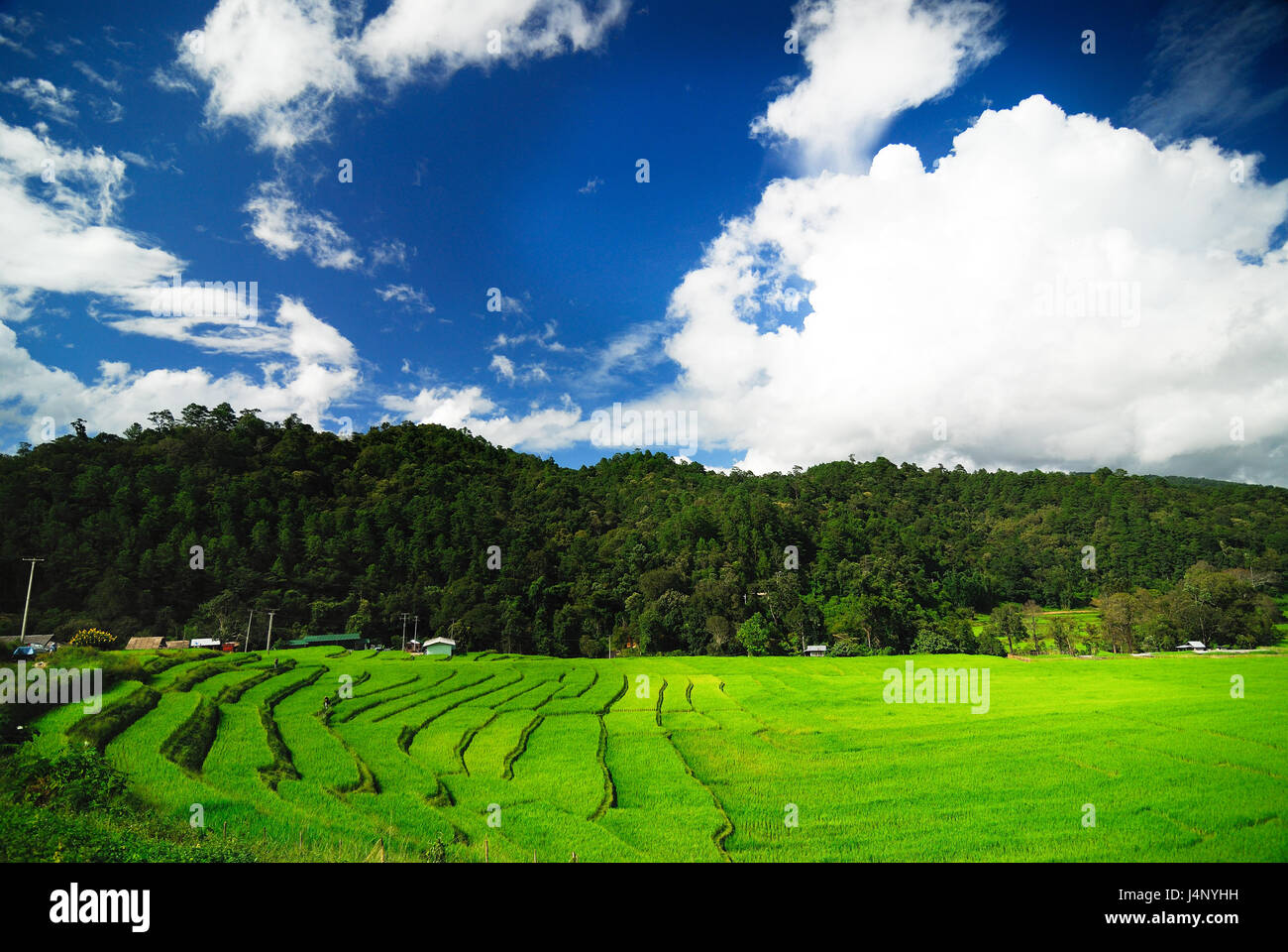 Terrazza i campi di riso in Mae Chaem distretto di Chiang Mai, Thailandia Foto Stock