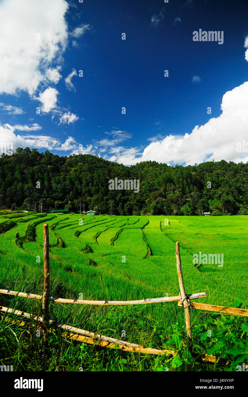 Terrazza i campi di riso in Mae Chaem distretto di Chiang Mai, Thailandia Foto Stock