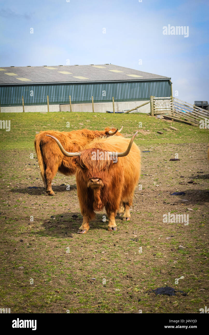 Capelli lunghi e cornuto Aberdeen Angus vacche in una fattoria scozzese, Scotland, Regno Unito. Foto Stock