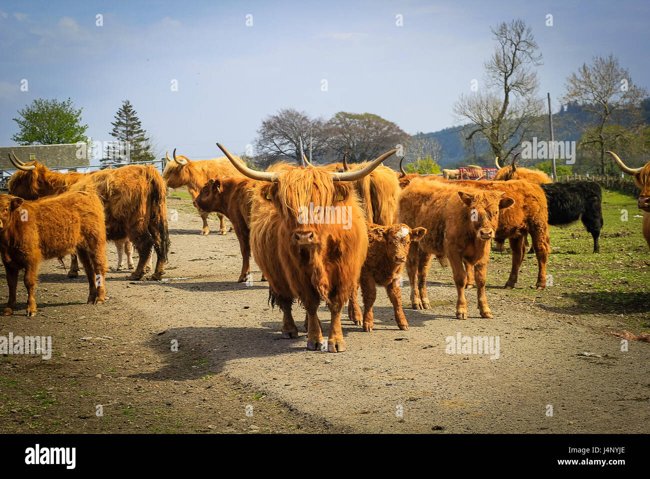 Capelli lunghi e cornuto Aberdeen Angus vacche in una fattoria scozzese, Scotland, Regno Unito. Foto Stock