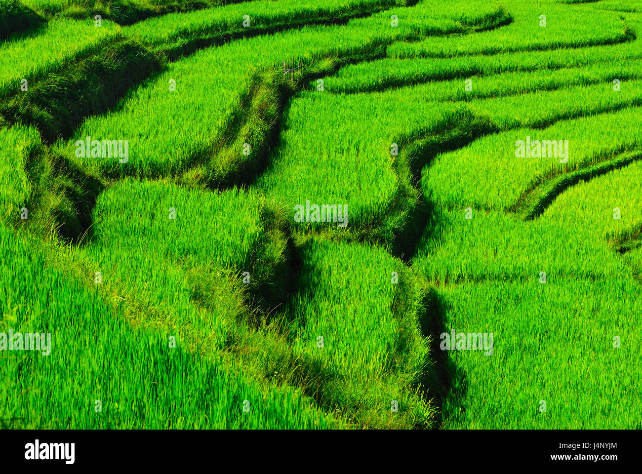 Terrazza i campi di riso in Mae Chaem distretto di Chiang Mai, Thailandia Foto Stock
