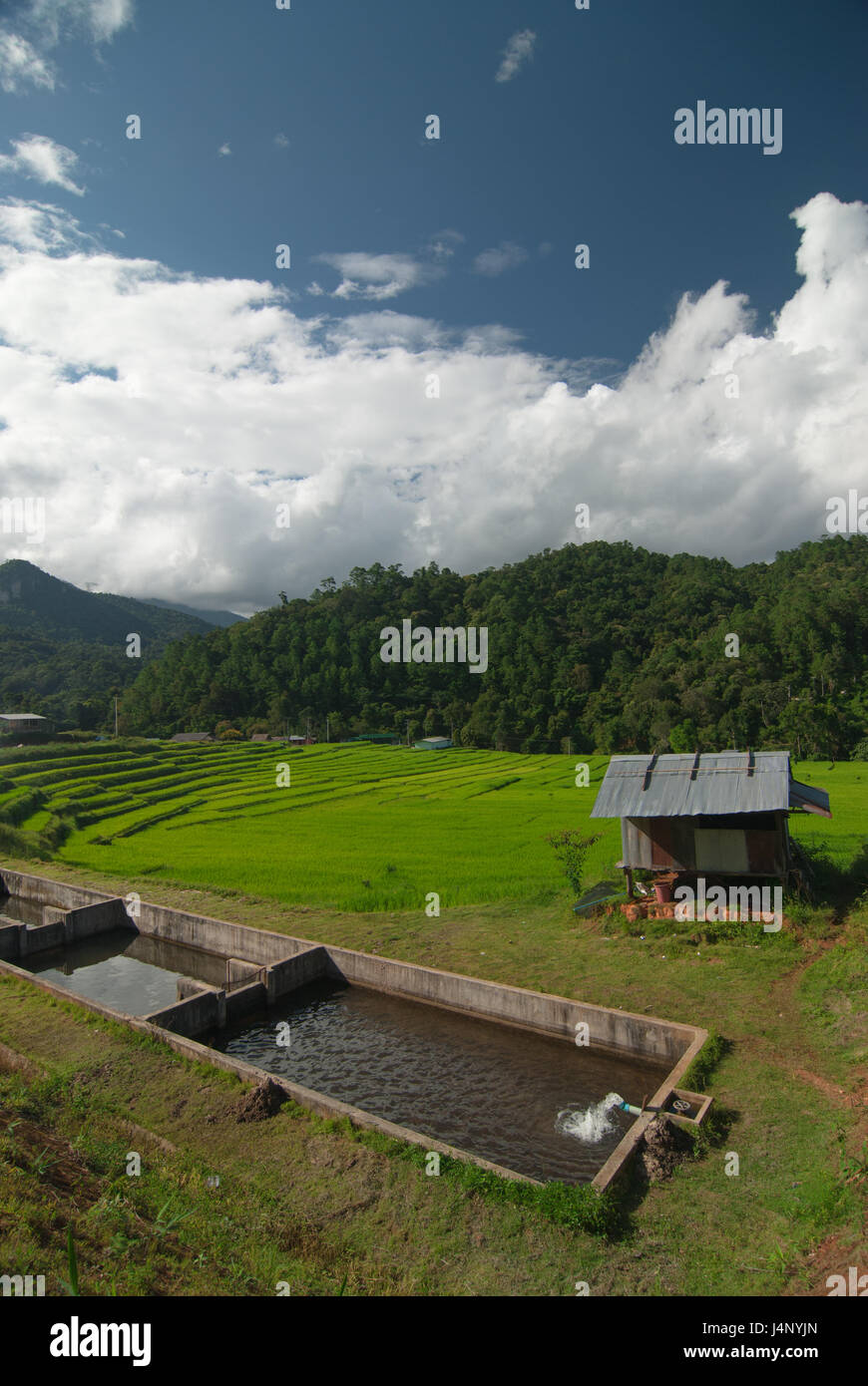 Terrazza i campi di riso in Mae Chaem distretto di Chiang Mai, Thailandia Foto Stock