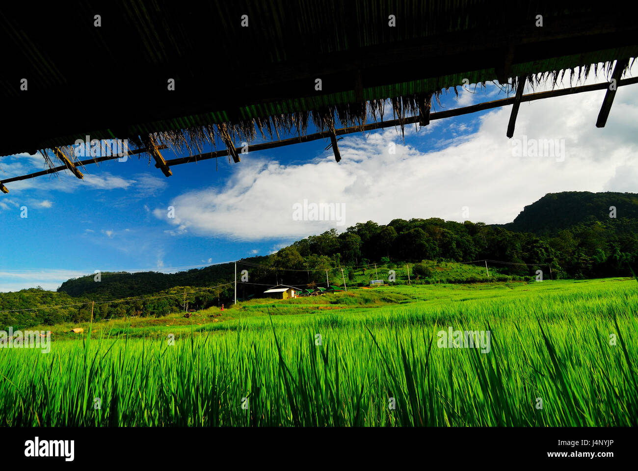 Terrazza i campi di riso in Mae Chaem distretto di Chiang Mai, Thailandia Foto Stock