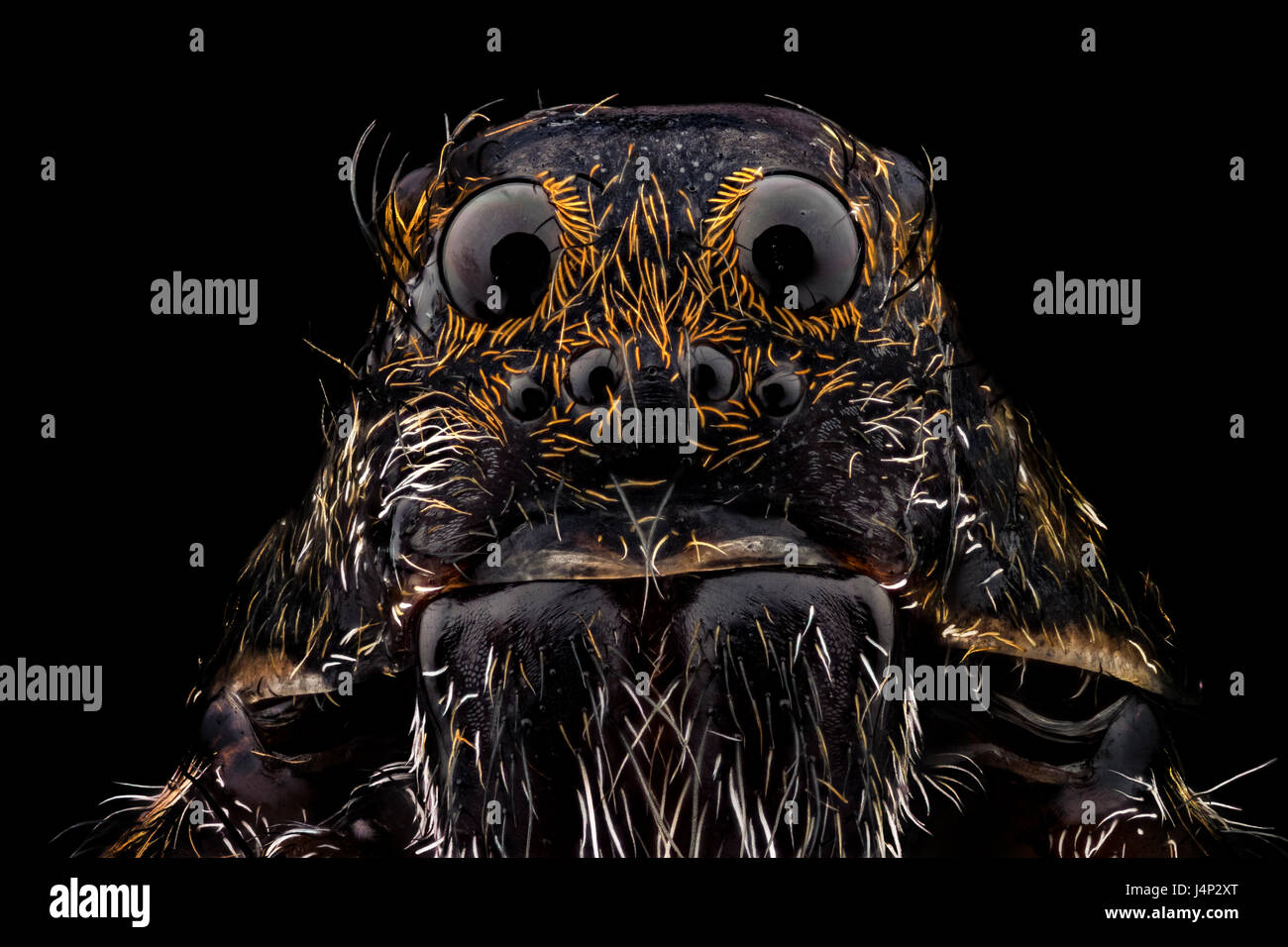 Ritratto di un lupo spider ingrandito 10 volte. La vita reale larghezza del telaio è 2,2 mm. Foto Stock