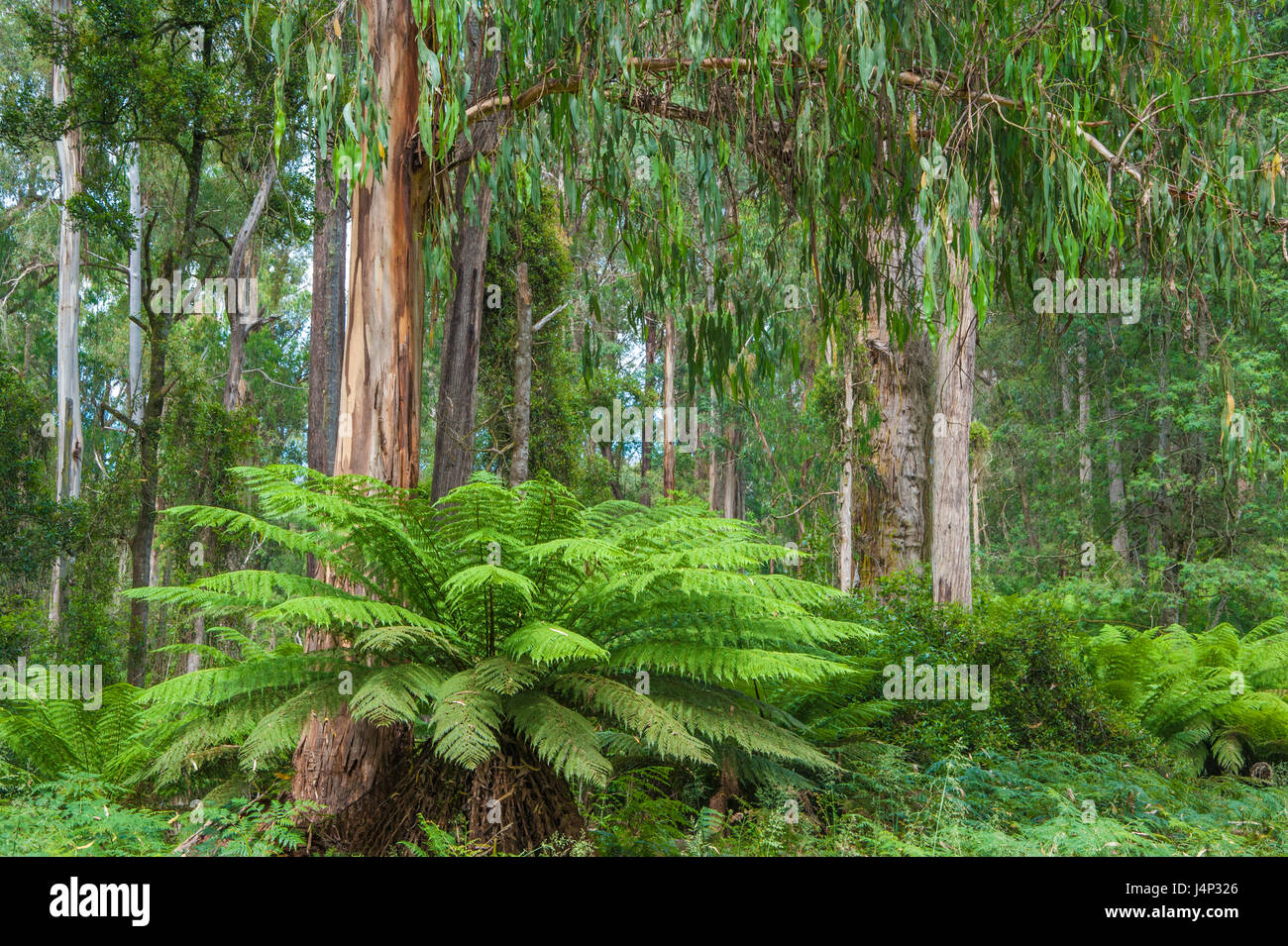 Il bosco in Erinundra Parco Nazionale sono vecchie foreste di crescita. Foto Stock