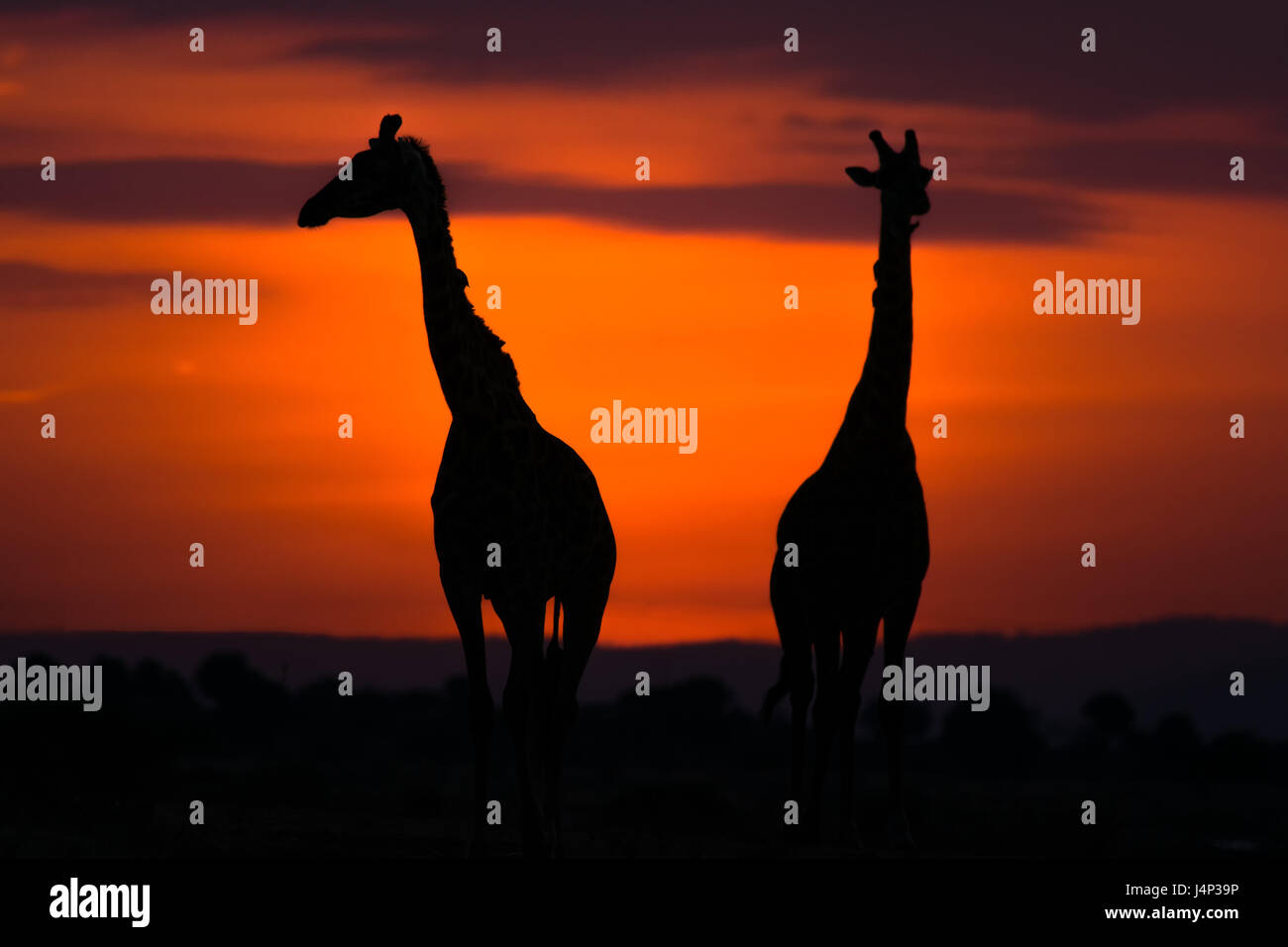 Stagliano le giraffe contro il bagliore arancione di sunrise, il Masai Mara, Kenya Foto Stock