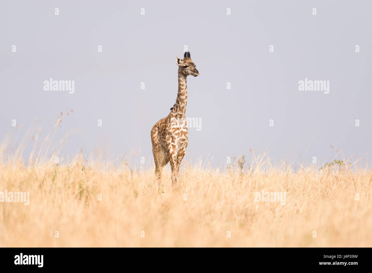 Masai Giraffe (Giraffa camelopardalis tippelskirchi), il Masai Mara, Kenya Foto Stock