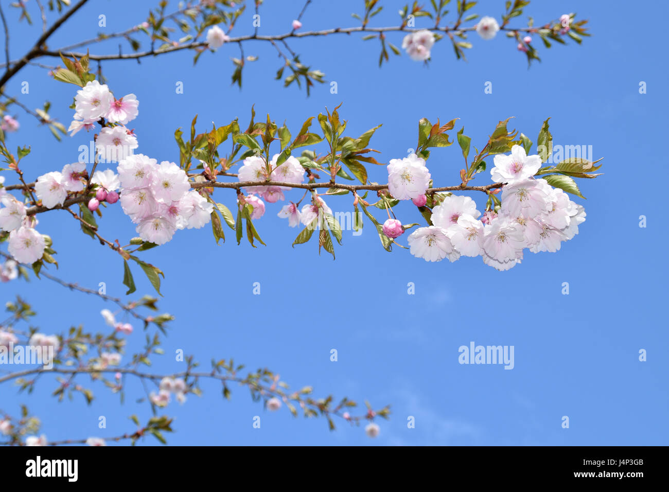 Sakura fioritura degli alberi su una soleggiata giornata di primavera. Foto Stock