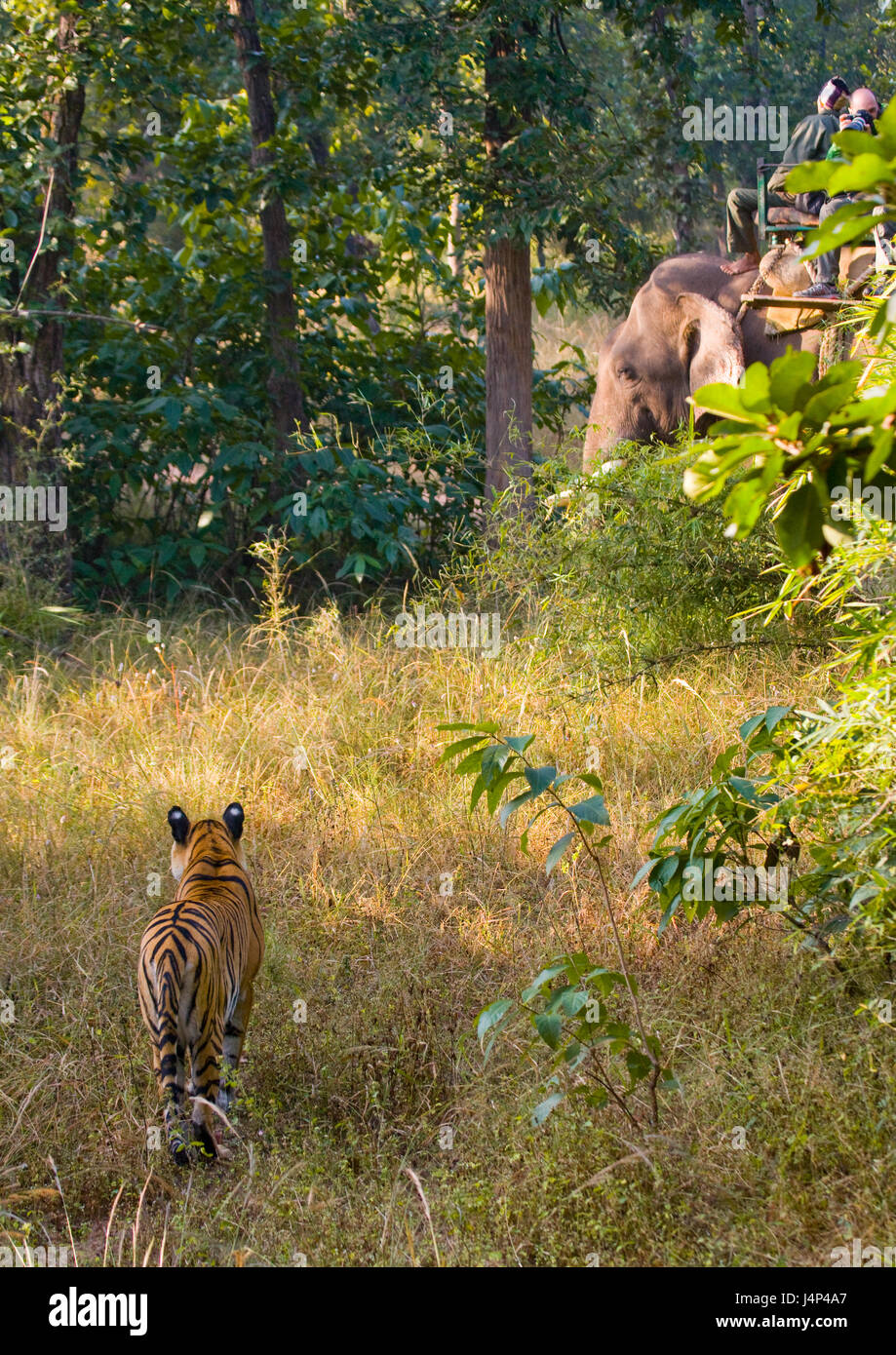 Tigre selvaggia nella giungla. India. Bandhavgarh National Park. Madhya Pradesh. Foto Stock