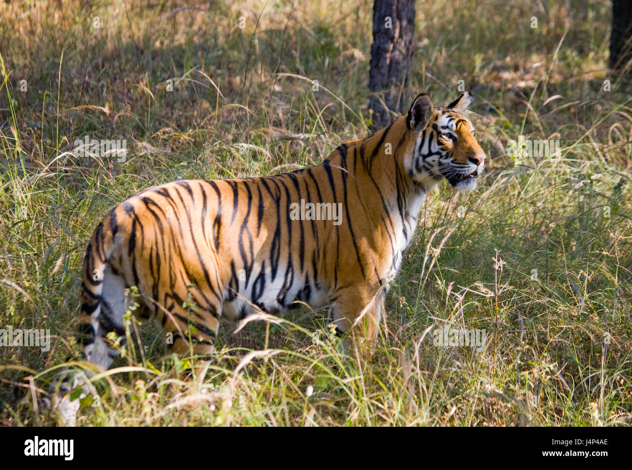 Tigre selvaggia nella giungla. India. Bandhavgarh National Park. Madhya Pradesh. Foto Stock