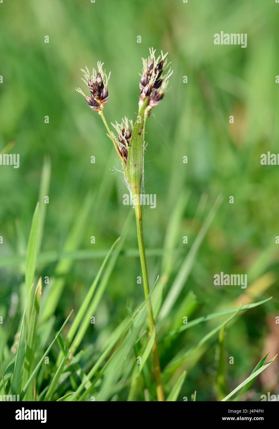 Settore legno-rush - Luzula campestris piccolo fiore di erba Foto Stock