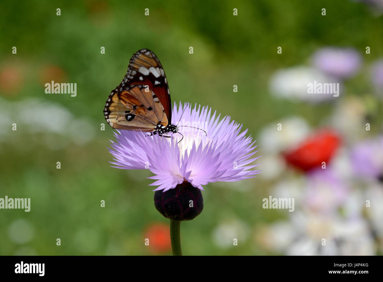 BUTTERFLY ELISIR DI ASPIRAZIONE Foto Stock
